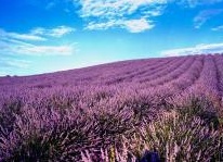 In primo piano: L'agenda 'verde' di Corrado Clini per il futuro governo - Articolato in otto punti, il documento indica gli strumenti della leva ambientale per l'economia, l'innovazione e l'occupazione soprattutto nelle piccole e medie imprese