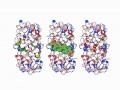 News: Il meccanismo che rende visibili le cellule infettate dall'Hiv - Importante scoperta di un team di ricerca del San Raffaele, che potrebbe aprire una strada per la guarigione