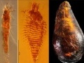 mineralogia: Scoperti nell'ambra gli acari del Triassico -   Perfettamente conservati, sono stati datati a piu' di 100 milioni di anni prima di ogni precedente ritrovamento 