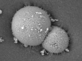 materiali: I nanomateriali che comprimono idrogeno e metano -   Messi a punto nei laboratori dell'Universita' di Milano-Bicocca, potranno essere utilizzati nei serbatoi delle auto a metano e nella distribuzione dell'energia 