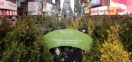 Una foresta per Time Square
