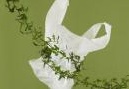 News: Bioshopper e chimica verde: gli italiani sempre piu' consapevoli - L'indagine Ispo per Assobioplastiche rivela la crescente opinione positiva dei cittadini per i sacchetti compostabili e la normativa introdotta