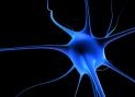 News: Sclerosi multipla: scoperto un anticorpo per la stabilizzazione della malattia - Un team dell'Universita' di Siena ha isolato un anticorpo monoclonale, gia' scoperto negli anni Novanta, gia' presente nei pazienti con malattia lungamente stabile 