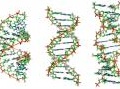 chimica: Il 'google' della genetica arriva dall'Universita' di Cagliari -   Si chiama 