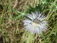 chimica: Chimica verde e agricoltura: la 'via sarda' del cardo -   Presentato il bilancio di un progetto innovativo che riunisce le imprese agricole del Nord Sardegna e Matrica, la joint-venture Novamont-Eni...