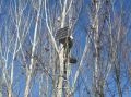scienza: Foreste urbane, centraline meteo per comprenderne i meccanismi -   Un progetto tra Italia e Slovenia sta monitorando l'azione di questi ecosistemi sul microclima e, di conseguenza, sul vivere in citta'
