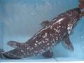 chimica: Sequenziato il genoma del celacanto, riscritta l'evoluzione dei vertebrati -   Era considerato dagli scienziati come possibile anello di congiunzione fra i vertebrati acquatici (pesci) e i vertebrati terresti (tetrapodi...
