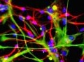 News: Dal Cnr un microchip organico per studiare i neuroni - Uno studio tutto italiano permettera' di compiere significativi passi avanti nella determinazione del funzionamento del cervello umano