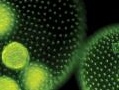 chimica: Le microalghe contro il tumore della cervice uterina -   Una ricerca Enea-Ire apre nuovi sviluppi per la produzione di vaccini terapeutici vegetali e a basso costo