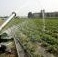 Acqua all'arsenico, lo studio Inail sui lavoratori professionalmente esposti