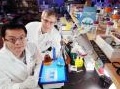 chimica: Come l'Rna catalizzo' il passaggio di elettroni 3 miliardi di anni fa -   Uno studio della Georgia Tech rivela il ruolo, finora sconosciuto, dell'Rna nelle condizioni terrestri prima della comparsa del Dna e delle ...