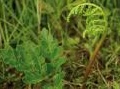 ambiente: Giornata della biodiversita' 2013, le 'liste rosse' delle specie minacciate -   Oltre 350 tra vertebrati e vegetali sono a rischio estinzione sul nostro territorio, secondo il rapporto Minambiente-Federparchi 