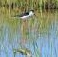 Il Rapporto Legambiente per la Giornata mondiale della biodiversita' 2013
