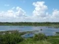 ambiente: Giornata mondiale della biodiversita' 2013, il Rapporto Legambiente -   L'allarme su flora e fauna in Italia, entrambe minacciate, e due focus specifici sulle zone umide e sull'Abruzzo 