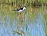 giornata-mondiale-della-biodiversita-2013-il-rapporto-legambiente