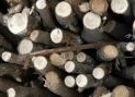 Ricerca e Universit&agrave;: Quanto e' green la biomassa? La risposta arriva dal Cnr - Spettroscopia a infrarosso (Nir) per classificare e definire la tracciabilita' del legno: una tecnica 