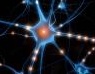 : Ocst, un microchip organico per studiare i neuroni -   Uno studio tutto italiano permettera' di compiere significativi passi avanti nella determinazione del funzionamento del cervello umano
